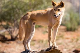 Of all australia's wildlife, one stands out as having an identity crisis: Animals In Australia Australian Animals You Should Know Wildlife