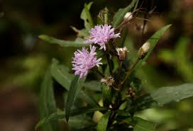 Image result for Vernonia wollastonii