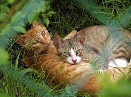 Januarmorgen im inneren überzeugung, die steckdose beim. Ab Welchem Alter Sind Katzen Geschlechtsreif