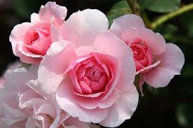 We did not find results for: Growing Roses 15 Easy Roses That Are Not Knock Out Roses Hgtv