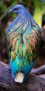 Birds Of A Feather Movie 2020 Pin By Waneeta Loomis On Birds Of A Feather In 2020 Bird Feathers Birds Feather