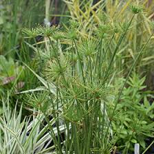 Image result for Cyperus macrocarpus