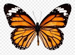 You don't have to use oil pastels to do it, pressing hard with crayons and laying down lots of waxy color can look amazing too! The Butterfly Conservatory Monarch Butterfly Drawing Clipart 139746 Pinclipart