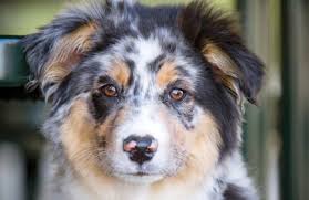 Ranging from variations of red merle, blue merle, and black tri, red tri of both female and male puppies. Australian Shepherd