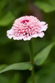 Find Help Information On Zinnia Elegans Zinderella Lilac D Zinnia Zinderella Lilac From The Rhs Zinnia Elegans Flower Farm Zinnias