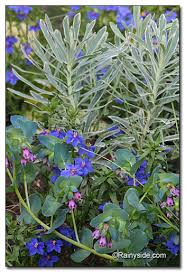 Image result for Anagallis pumila