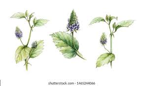 Image result for Psoralea