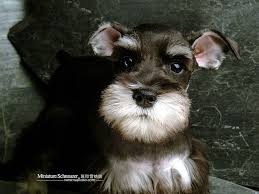 Black And Silver Miniature Schnauzer 1600 1200 Black And Silver Miniature Schnauzer Puppy Picture 4 Schnauzer Puppy Miniature Schnauzer Puppies Schnauzer Breed