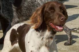 Image result for Malý münsterlandský ohař