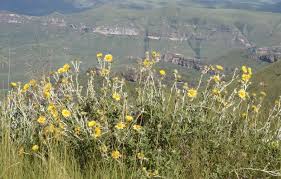 Image result for Berkheya setifera