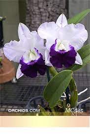 Pin On Orchid Obsession