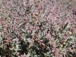 Image result for Suaeda vermiculata