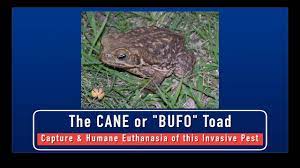 Cane Toads Capture And Humane Euthanasia Of This Invasive Pest Youtube