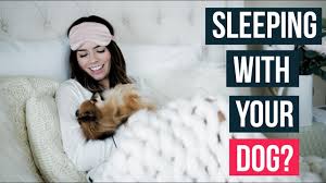 Sleeping With Your Dog Is A Bigger Deal Than You Might Realize Lull
