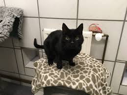 Ja, jeder mensch braucht ein anständiges zuhause. Die Serie Tiere Suchen Ein Zuhause Katze Funda Rheinhessen News