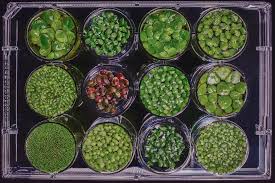 Image result for Wolffiella hyalina