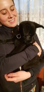 Lost little white dog in Lackman Park neighborhood