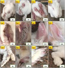 Image result for scabies rabbits ears