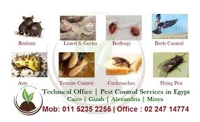 Maybe you would like to learn more about one of these? 1 Consultation Fee Pest Control Services In Cairo Egypt