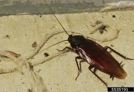 Since smokybrown cockroaches are peridomestic, homeowners need to know how to prevent them from getting inside the home, as well as how to prevent large populations outside. The Cockroach An Unwelcome Guest In The Home Alabama Cooperative Extension System