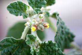 Image result for Chrozophora plicata