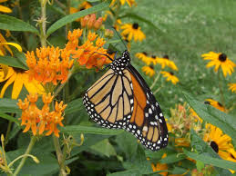 Free for commercial use no attribution required high quality images. Where To See The Annual Monarch Butterfly Migration Hgtv