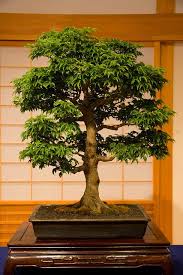 Also, both telperion and oregon bonsai are a ways away from portland, just in case you didn't know. Bonsai 12 Portland Japanese Garden Japanese Garden Bonsai Tree