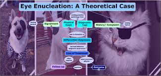 Image result for eyeball enucleation cattle