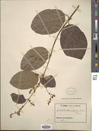 Image result for Flabellaria paniculata