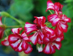 Image result for Pelargonium apetalum