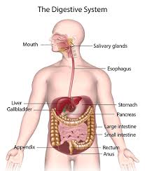 Liver is the reddish brown organ located in the upper right side of the abdomen just below the diaphragm. Human Digestive System Class 10 Notes Edurev