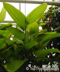 Image result for Marantochloa congensis