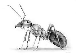 Drawing Ant By Greg Joens Ant Art Insect Art Ants