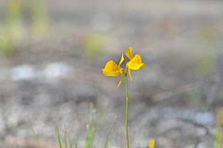 Image result for Utricularia scandens