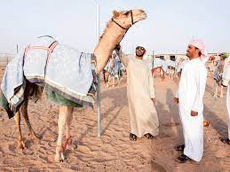 Henry ford produced the first cheap car in 1908. The Deep Bond Camels Share With Their Owners Uae Gulf News