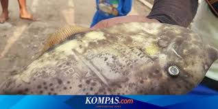 1hoaks zaman bocah, waktu masih pakai ponsel nokia. Duduk Perkara Ikan Bertuliskan Kata Ambon Dan Maluku Diduga Dari Koran Yang Menempel Halaman All Kompas Com