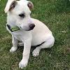 This entry was posted in german shepherd mix, labrador retriever mix. 3