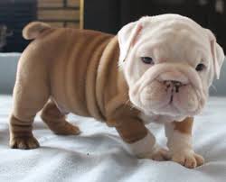 After you find out all puppies for sale duluth mn results you wish, you will have many options to find the best saving by. English Bulldog Breeders Illinois L2sanpiero