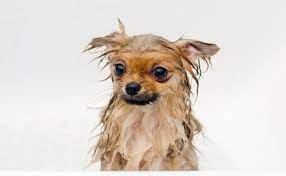 When Should I Bathe My Pomeranian Puppy Spinning Pom
