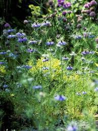 Nigella Damascena Love In A Mist Blue Flowers Growing In Border Summer Photographic Print Lynn Keddie Art Com In 2021 Container Flowers Blue Flowers Growing Flowers
