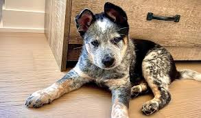 Texas heelers are not considered a standardized breed as they are not purebred dogs. Texas Heeler Dog Breed Information Pictures Personality Healthcare