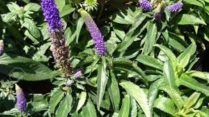 Its bright yellow flowers sit on the top of 2 to 3 ft. Veronica Longifolia First Lady Purple Tall Speedwell Tall Perennial Stock Photo Picture And Royalty Free Image Image 38738512