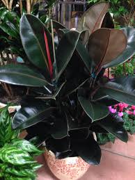 Ficus Decora Rubber Tree Like Bright Light This Burgundy Variety Has Large Dark Green Leaves With A Red Vein Trees To Plant Plants Rubber Tree Plant