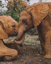 The Elephant Version Of A Hug Looks Something Like This Elephants Are Very Affectionate And Supportive Elephant Spirit Animal Animals Wild Animals Beautiful