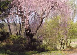 Learn all about the top trees with a cascading habit. Weeping Cherry Trees The Best Cascading Faves