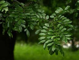 Image result for Nolletia zambesica