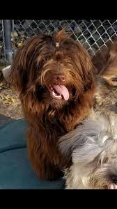 Maltipoo puppies texas, havachon puppies texas, havanese puppies texas , maltipoo puppies austin , havachon puppies austin, havanese puppies austin, designer puppies texas, designer puppies austin, akc havanese texas. Austin Havanese Pups On Twitter Our Male Chocolate Havanese Manny Is 1 Year Old Now He S Such A Funny Guy