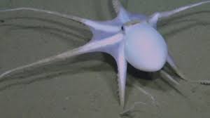 The pacific footballfish (himantolophus sagamius) is a species found in the pacific: Rarely Spotted Football Fish Which Lives Thousands Of Feet Deep In The Ocean Washes Up On California Beach Cbs News