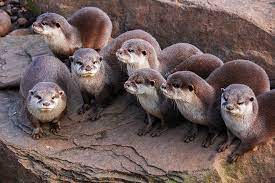 Check spelling or type a new query. All About Otters Sea Otters And River Otters In Bc Vancouver Island News Events Travel Accommodation Adventure Vacations