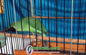 We did not find results for: Cucak Ijo Indah Siap Tebar Ancaman Di Bali Om Kicau